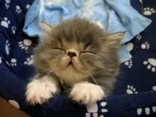 uyuklayan kedi