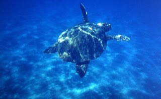 caretta1