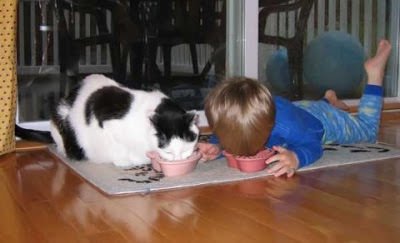 cat 1