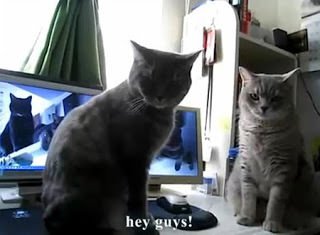 komik-kedi-video