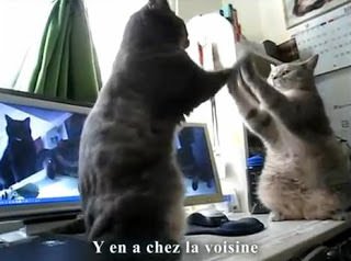 komik-kedi-video