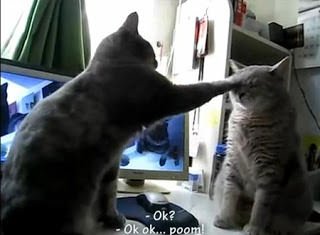 komik-kedi-video