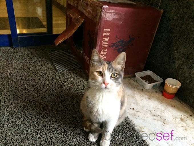kedi-evi-usengec-sef