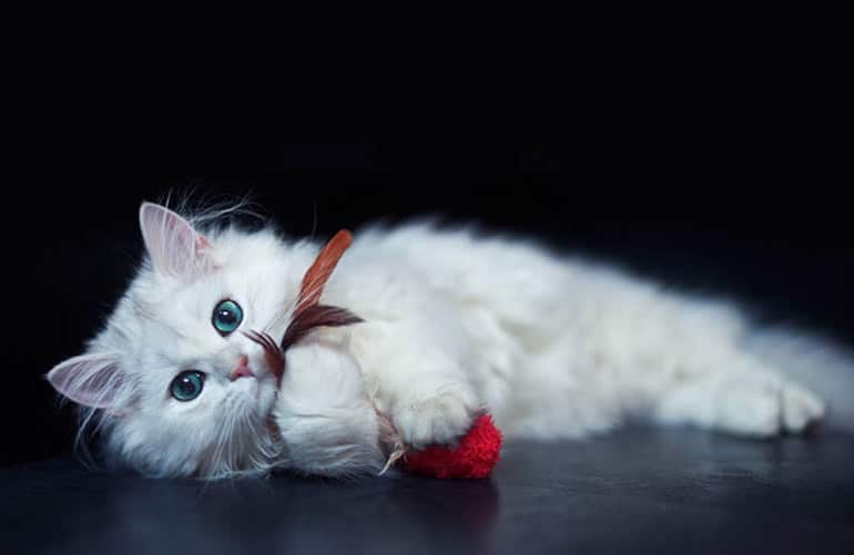 usengec-sef-yavru-kedi-british-short-hair