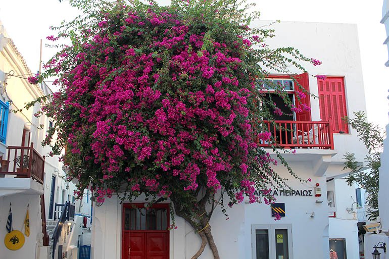 yunan-adalari-gemi-turları-cruise-usengec-sef-mikonos